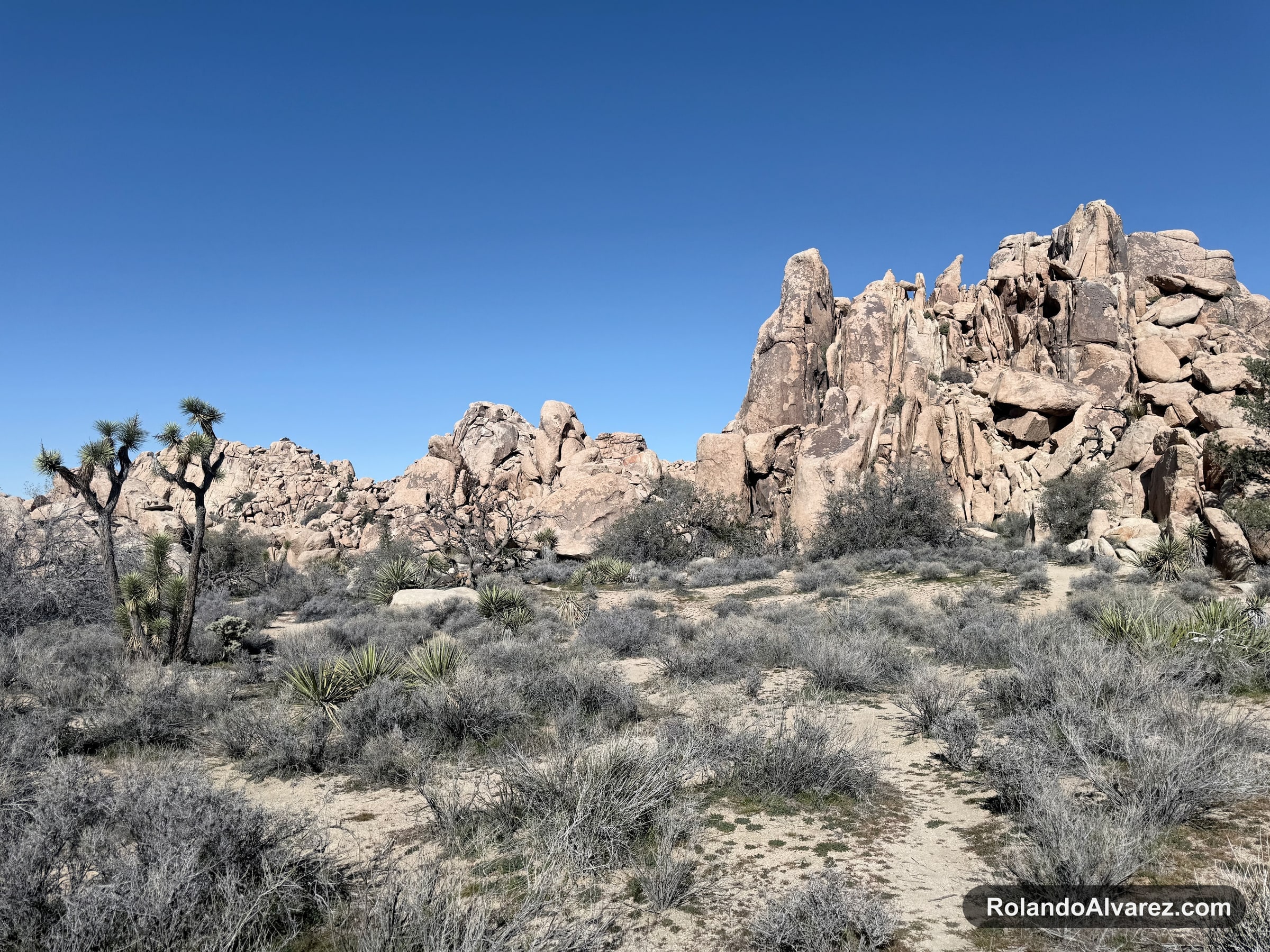 Rock formations, Joshua trees, and desert brush under a clear blue sky