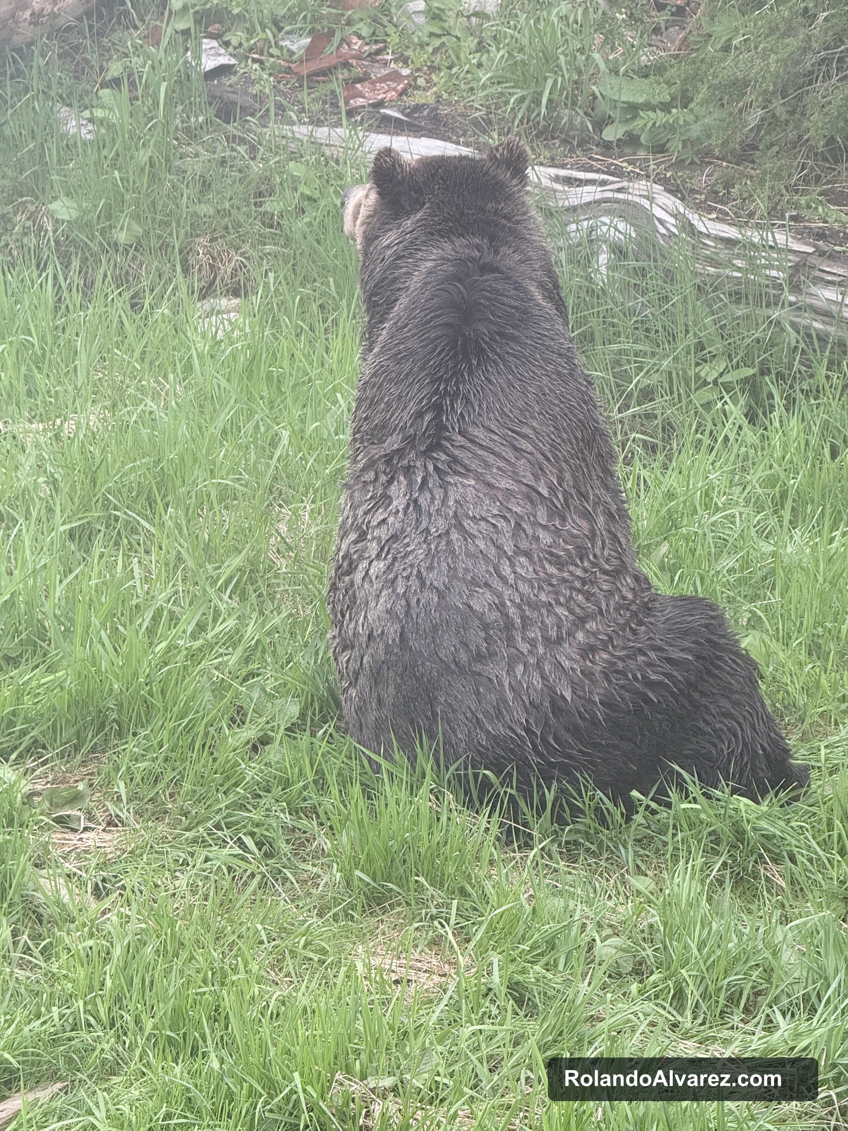 A grizzly bear sitting in green grass at Grouse Mountain